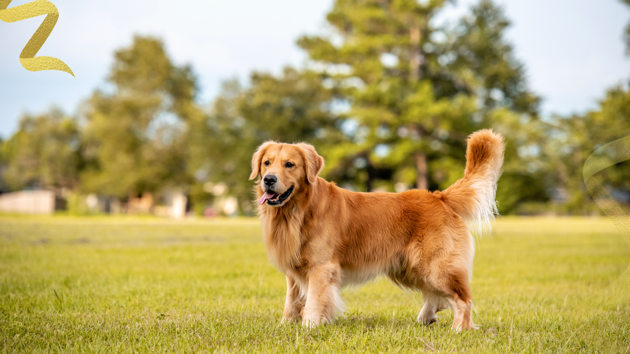Laverdia is now fully FDA approved for treating lymphoma in dogs, and it is the first oral lymphoma drug a dog owner can give at home. Both of those things are true and genuinely significant.