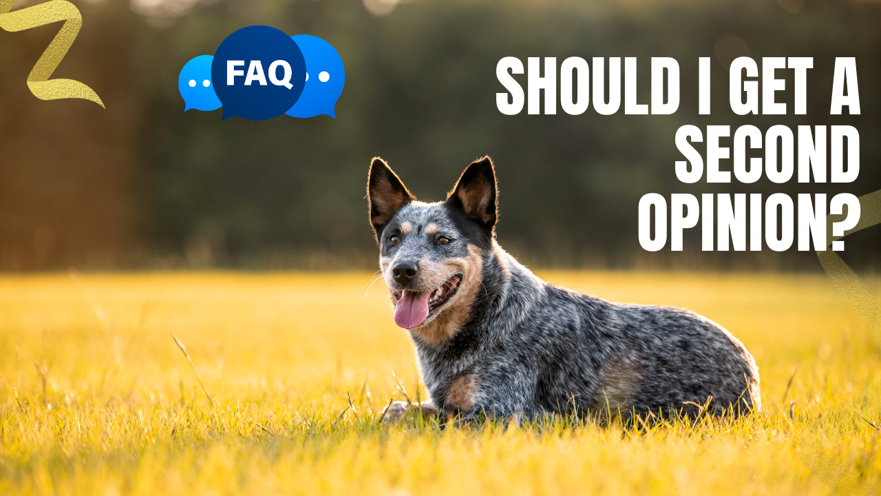 should pet parents get a second opinion