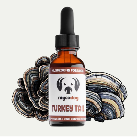 Dual-extracted from the fruiting bodies of Turkey Tail Mushroom, known for contributing to immune balance, our Turkey Tail for Dogs tincture is the easy way to canine wellness!