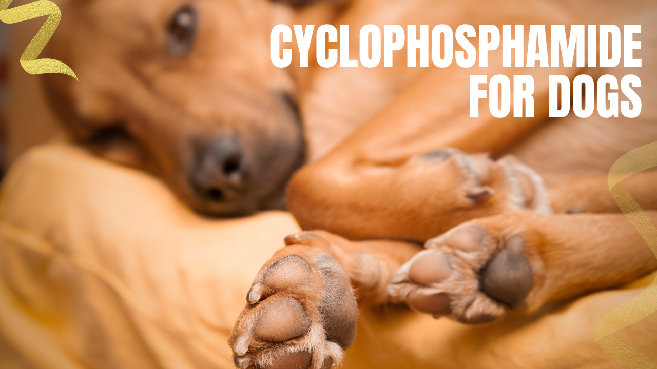 Cyclophosphamide for Dogs: A Workhorse Chemotherapy Drug, Explained