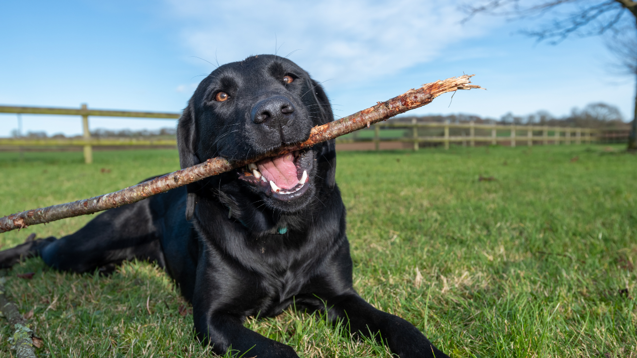 The short version: cimetidine is very safe for dogs and genuinely useful for settling an upset stomach.