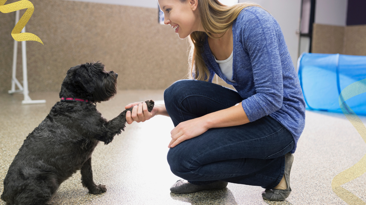 canine behavior professionals diagnose medical and behavioral conditions