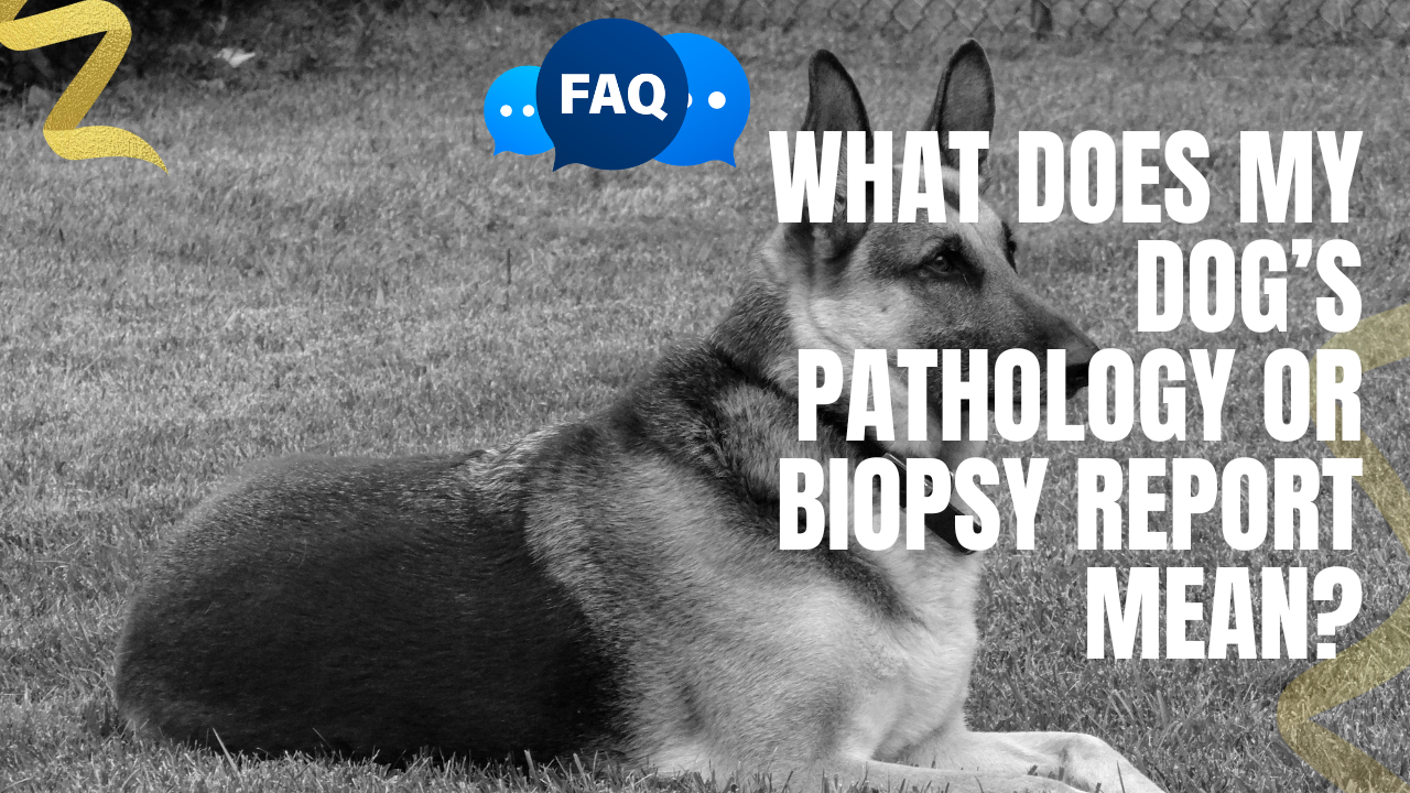 what does my dogs pathology report mean
