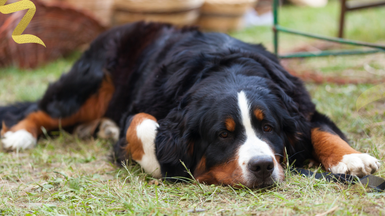 Bernese Mountain Dogs face some of the highest cancer rates of any breed. Learn the vague early signs of histiocytic sarcoma and what research shows.