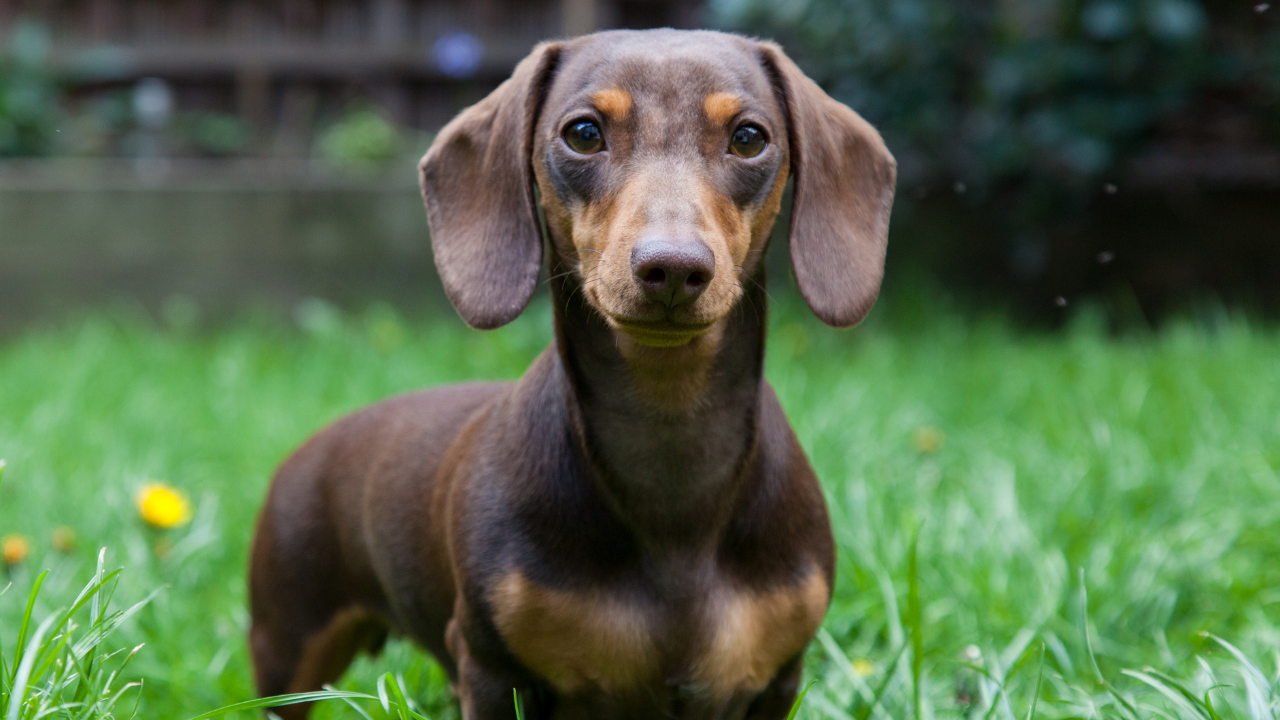 what medications help dogs with cancer feel better?