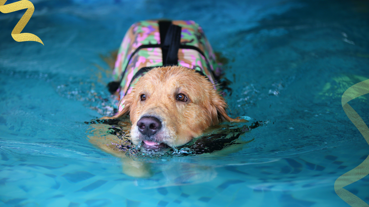 If you’re trying to think through hospice support before a crisis, this resource on hospice for dogs with cancer can help frame the conversation.