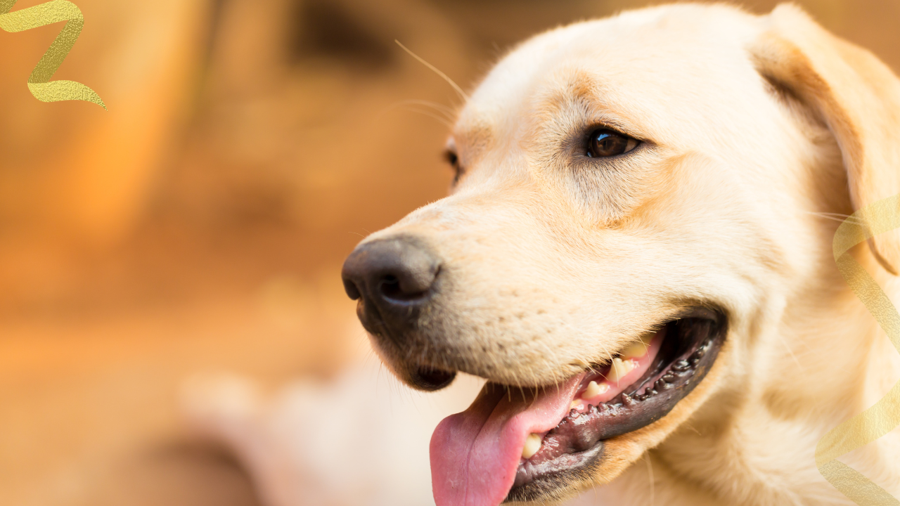 Treating Mammary Cancer in Dogs