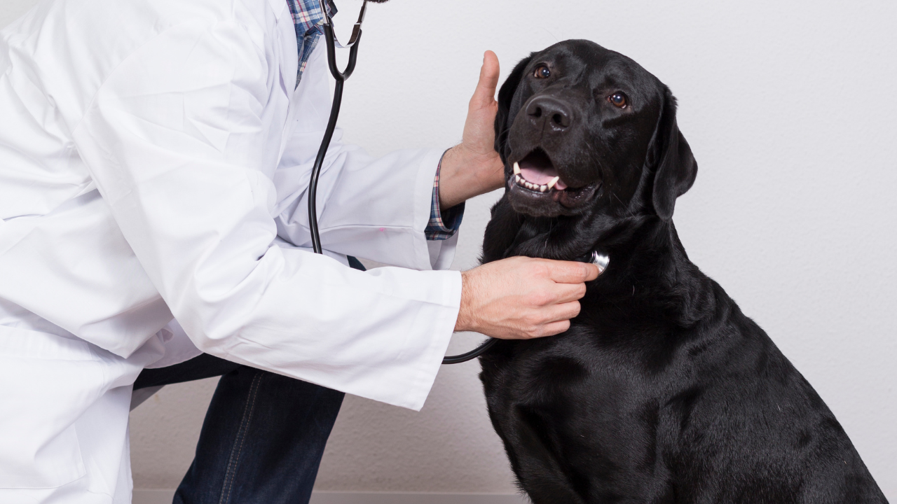 Your dog's cancer team is four core people
