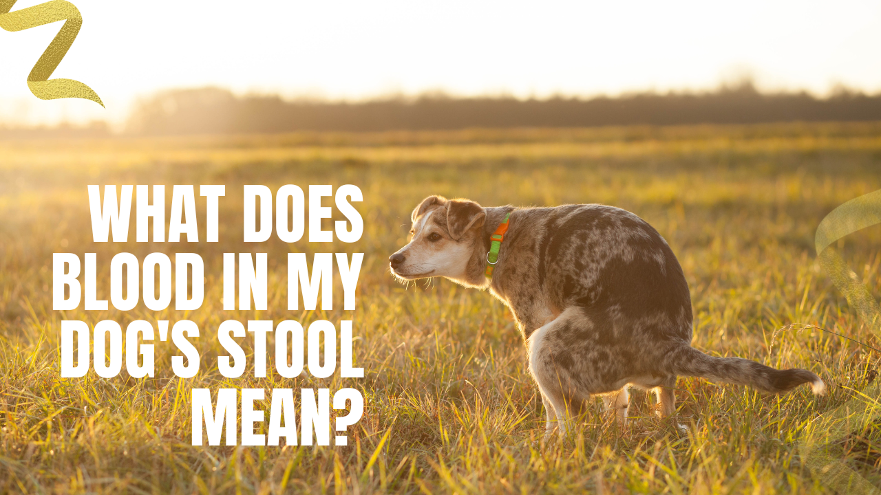 what does blood in my dogs stool mean