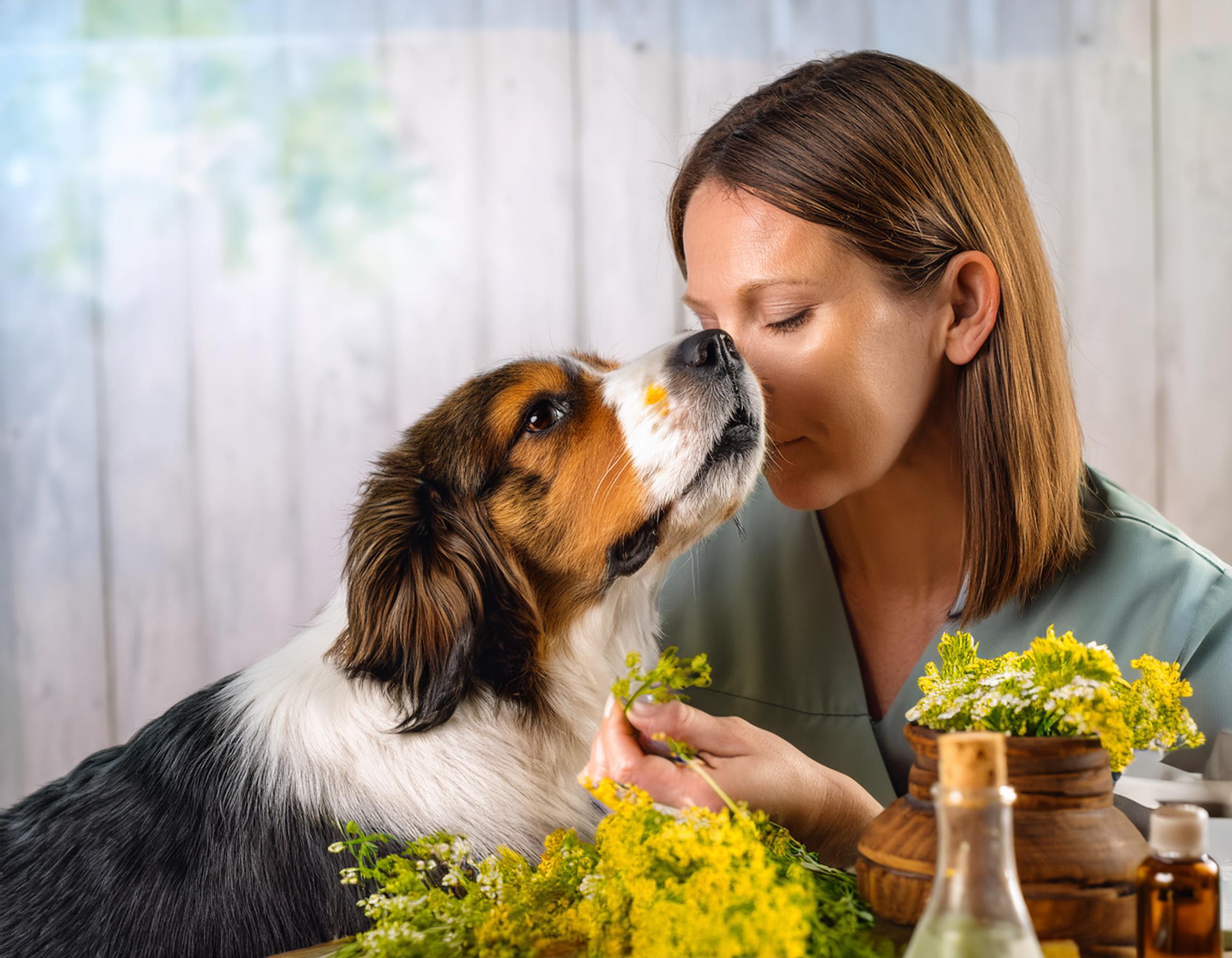 herbal Cancer treatment for dogs