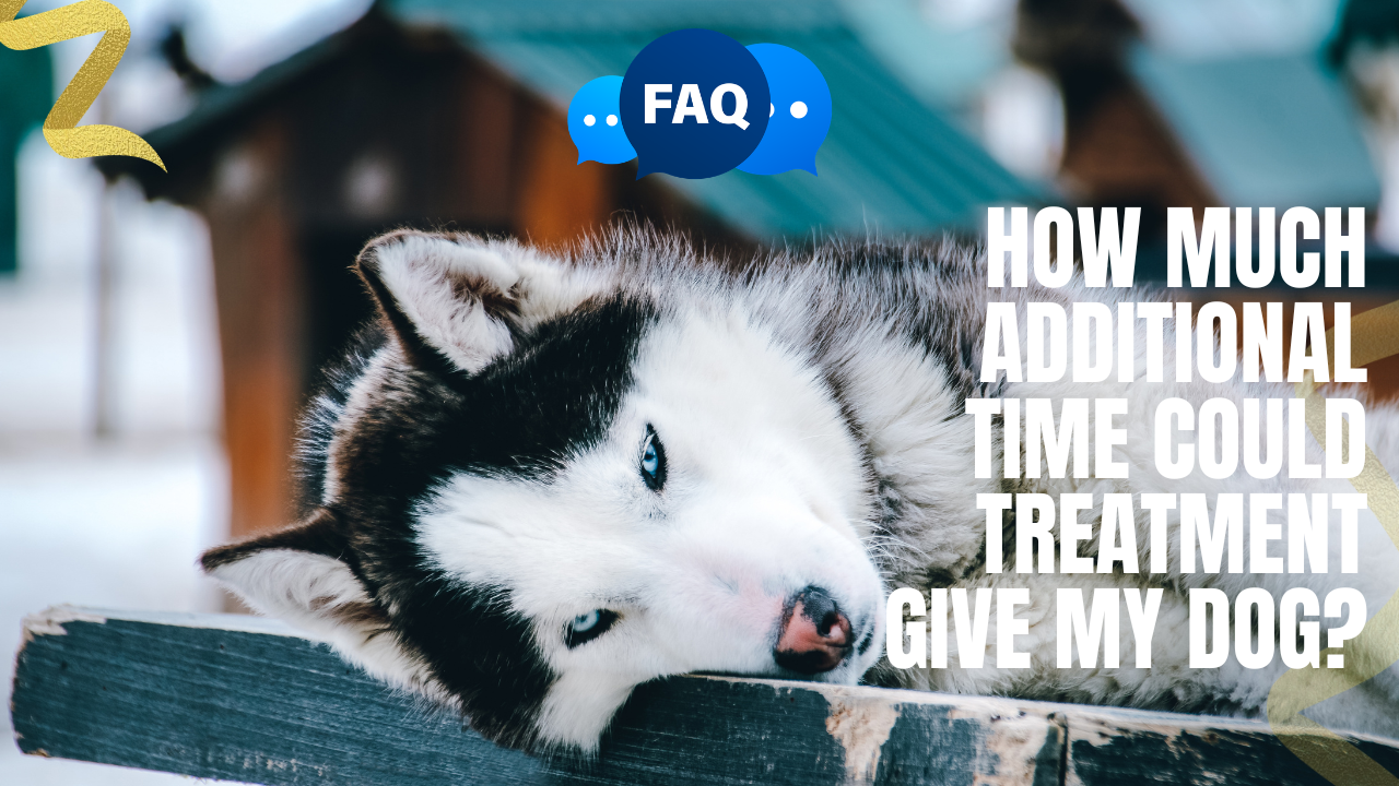 How Much Additional Time Could Treatment Give My Dog?