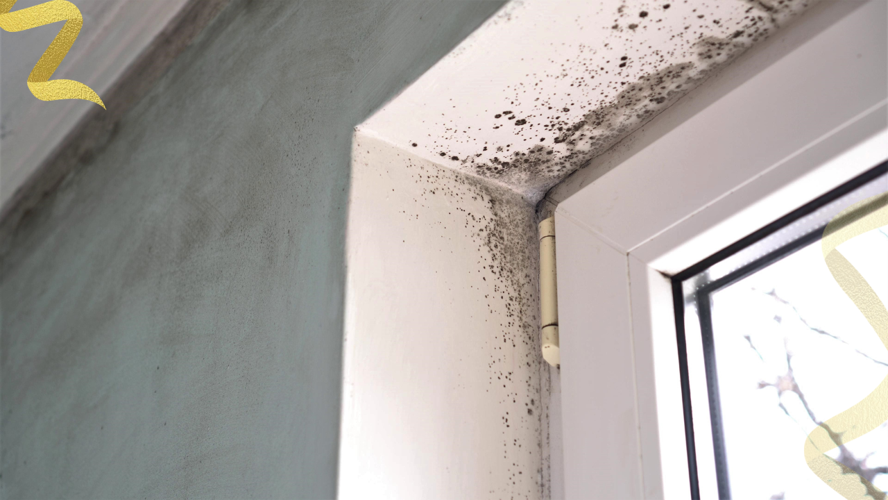 Household mold has not been shown to cause cancer in dogs. Aflatoxin from mold on food is a different story. What the research says and where the real risk is.