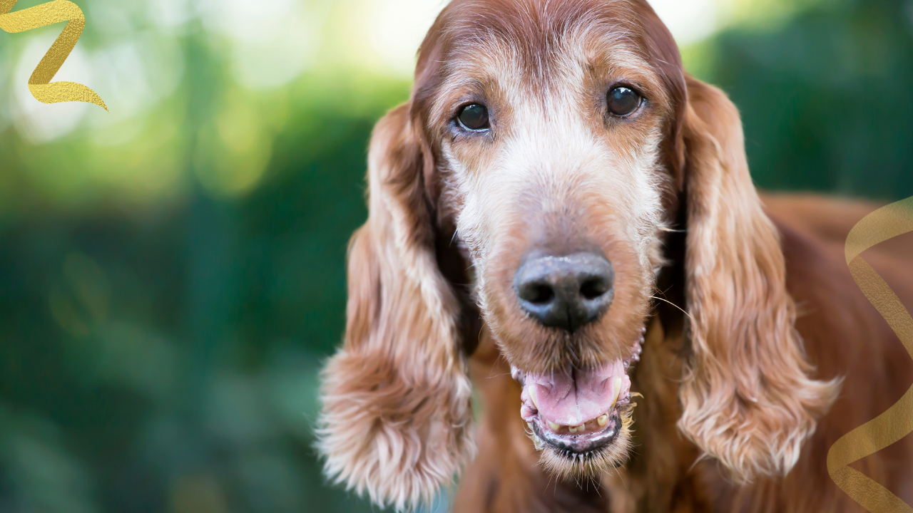 supplements for dogs with cancer that can be helpful