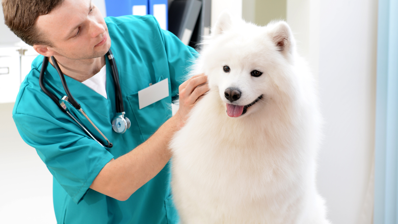 what can family vets help with when your dog has cancer