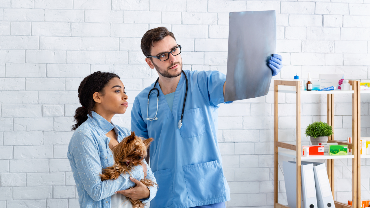 why-dogs-need-xrays-cancer
