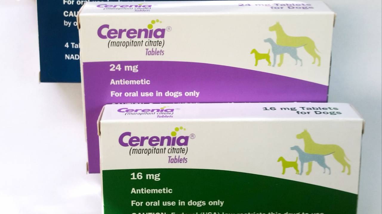 Cerenia is what we call an NK-1 receptor antagonist. In simpler terms, it blocks a specific neurotransmitter called "Substance P."