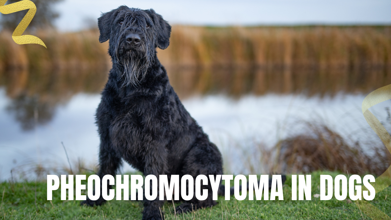 What Exactly Is Pheochromocytoma