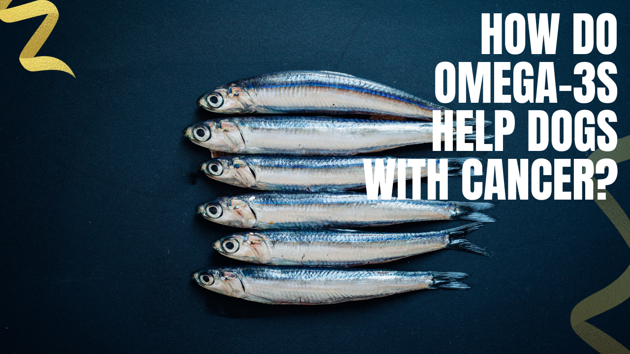 how do omega 3s help dogs with cancer