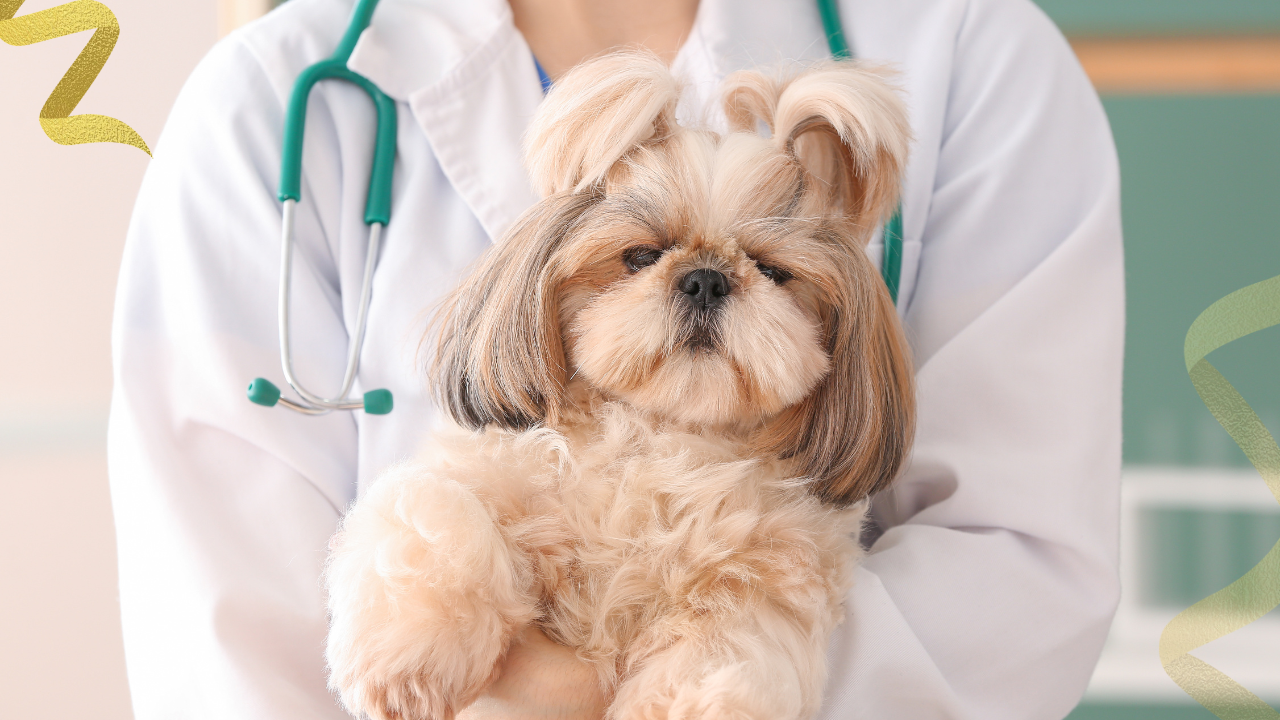 veterinary oncologist is a veterinarian who completed a full veterinary degree and then several additional years of supervised specialty training focused entirely on cancer,