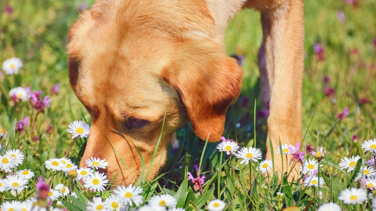 my dog with cancer is coughing