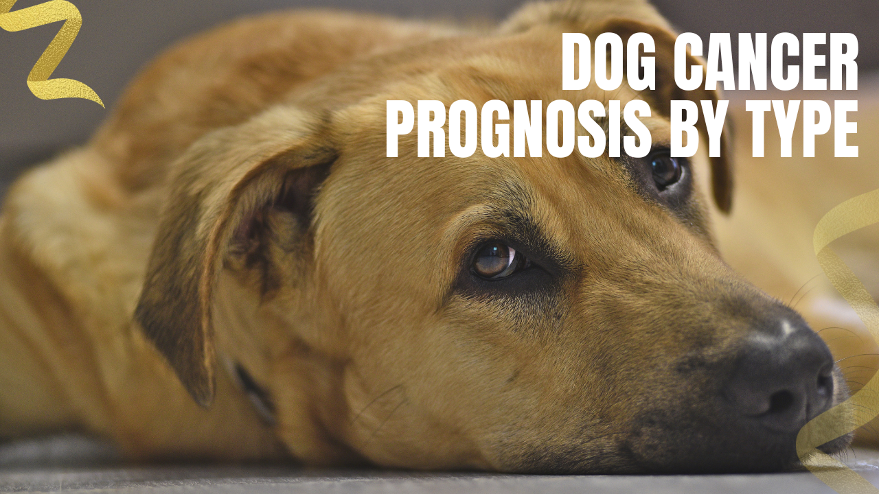 Dog Cancer Prognosis by Type: What the Outlook Really Depends On