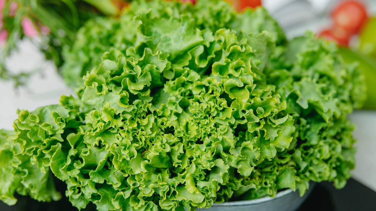 View of Top 5 Cancer-Fighting Foods for Dogs