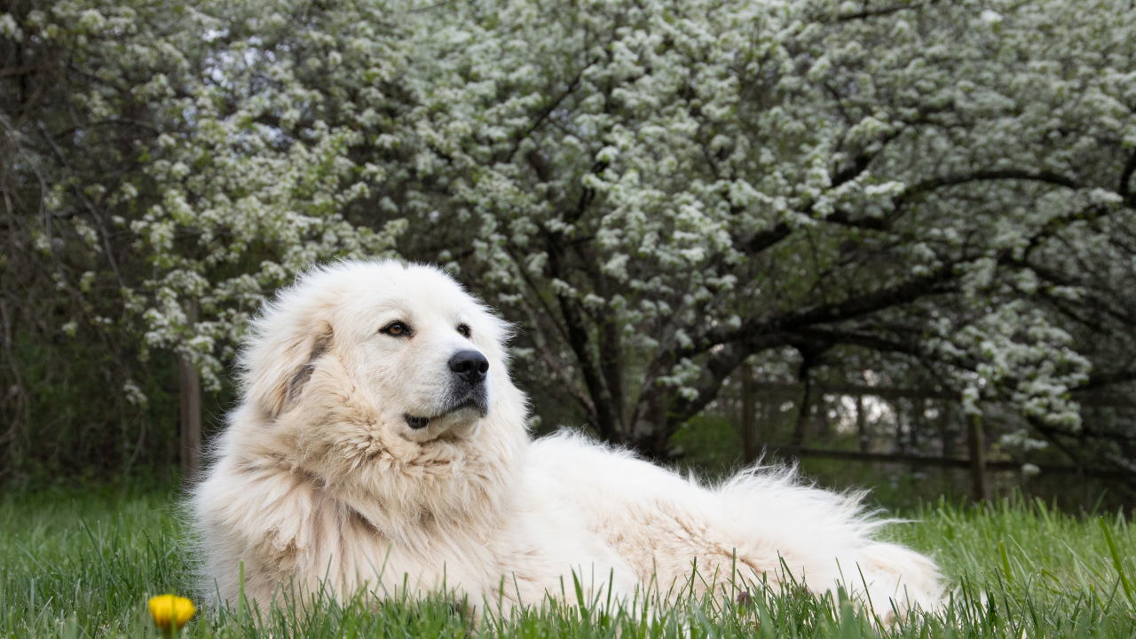 what is tramadol used for in dogs