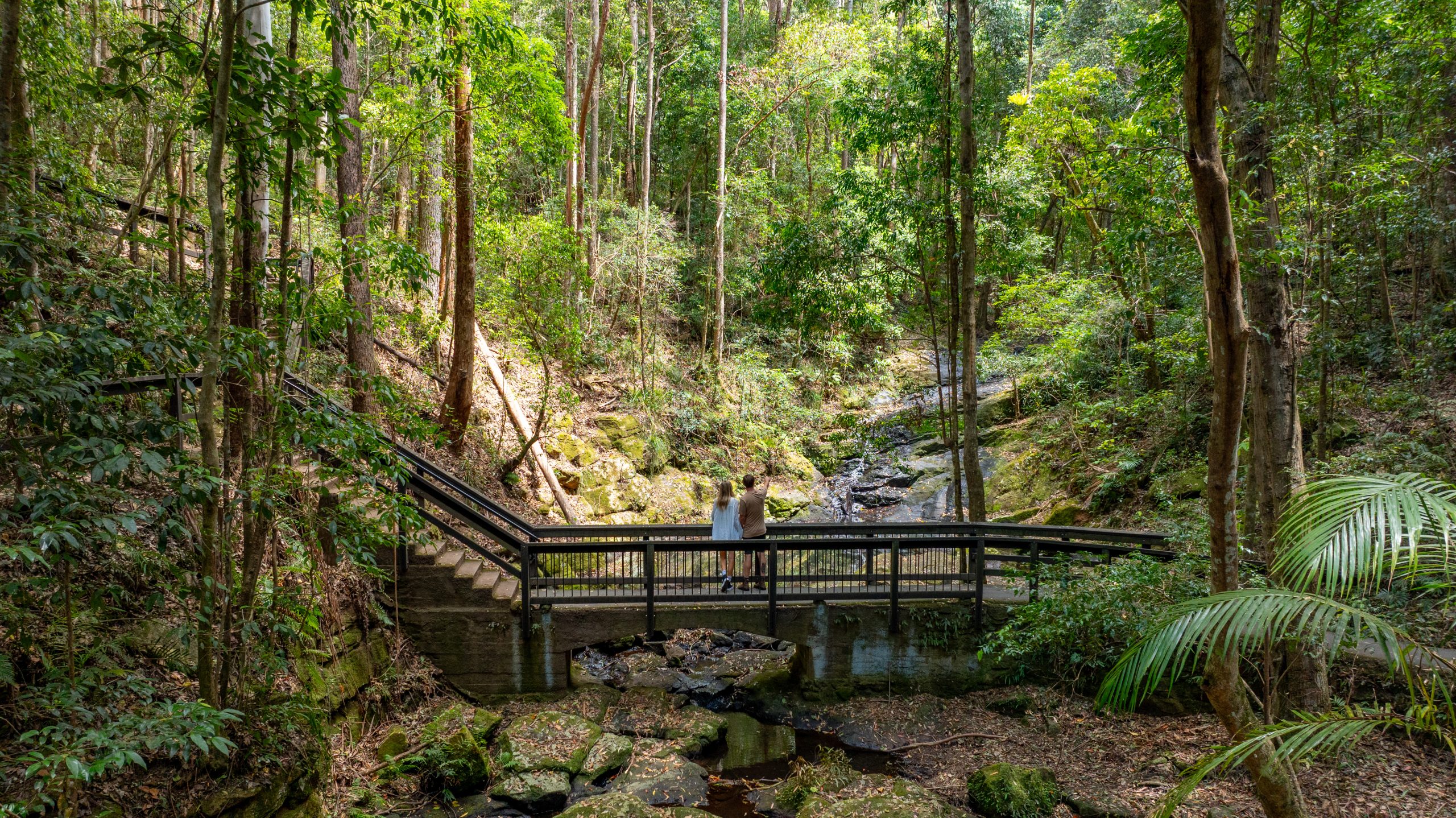The boardwalk through the rainforest at Kondalilla Falls