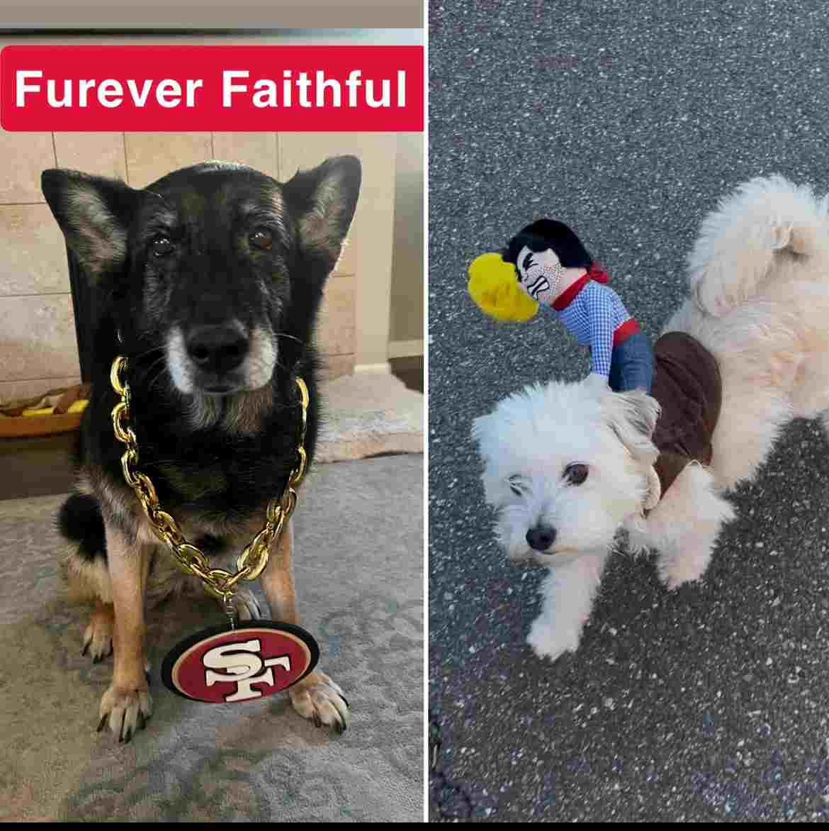 Noriko Abenojar's dogs dressed up for Halloween 2025 Noriko Abenojar's dogs dressed up for Halloween 2025