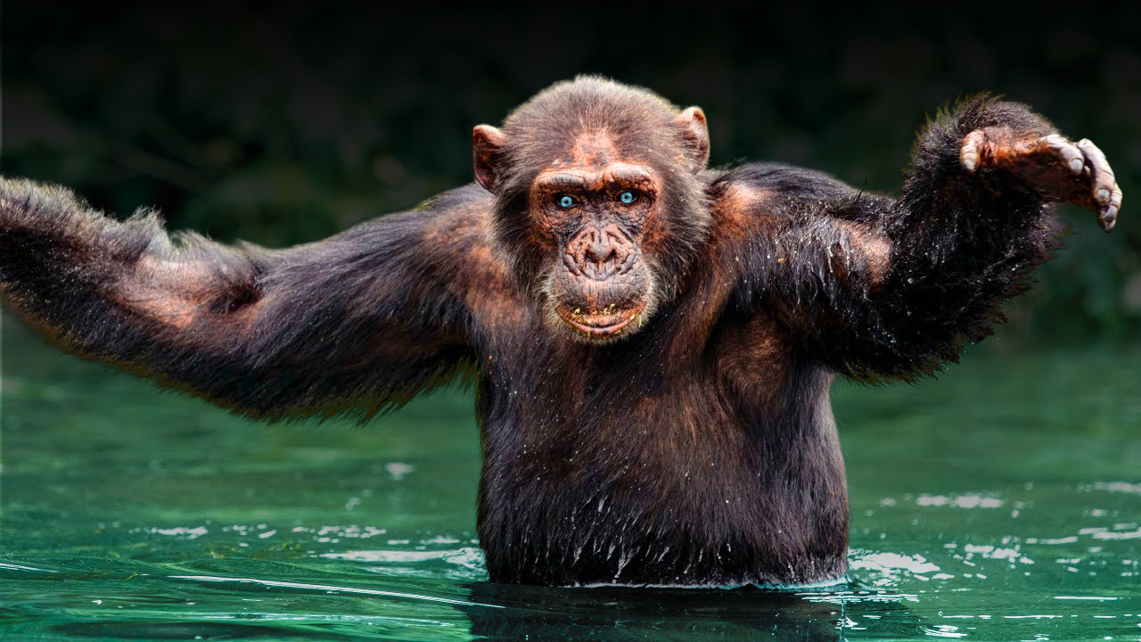 Aquatic Ape Hypothesis