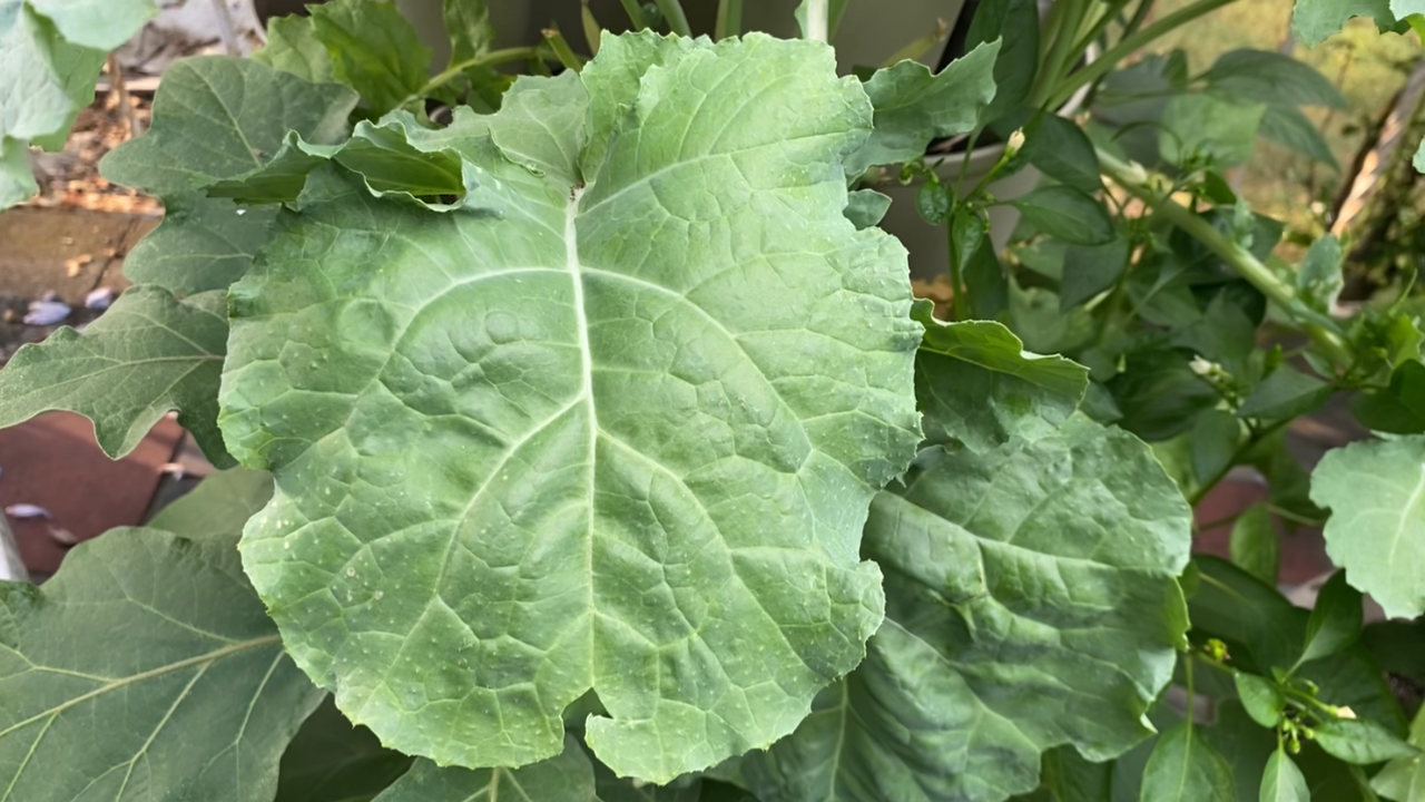 leaves of kale growing in garden