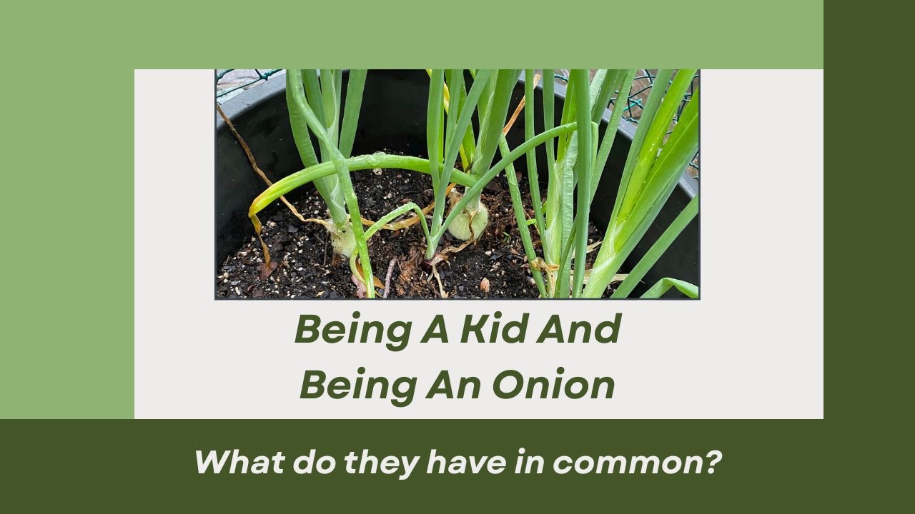 Onion plants beginning to form bulbs