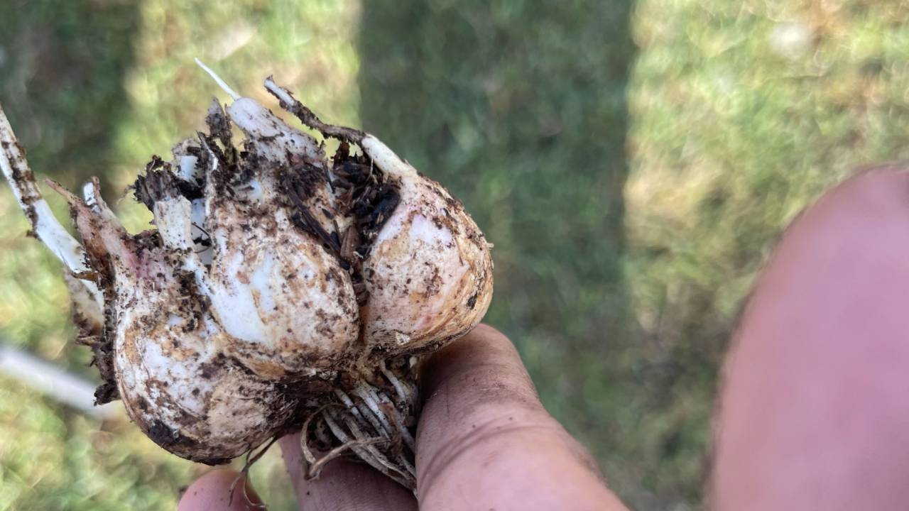 garlic