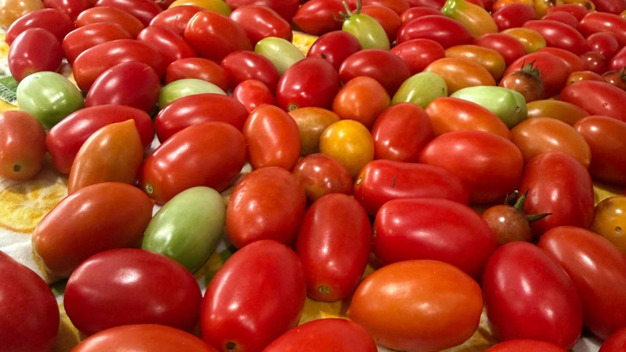 Fall Tomatoes