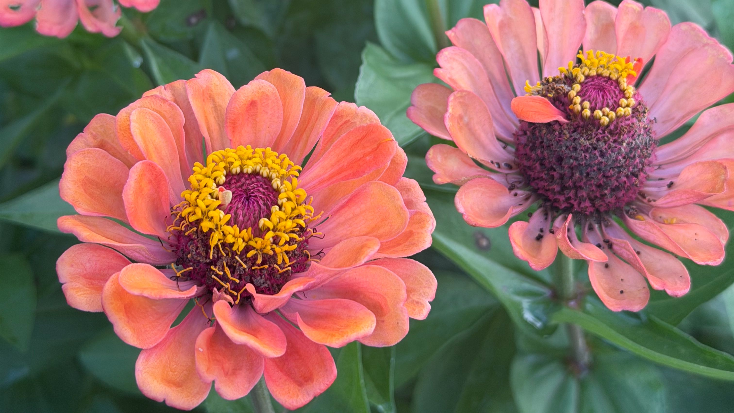 June Flowers