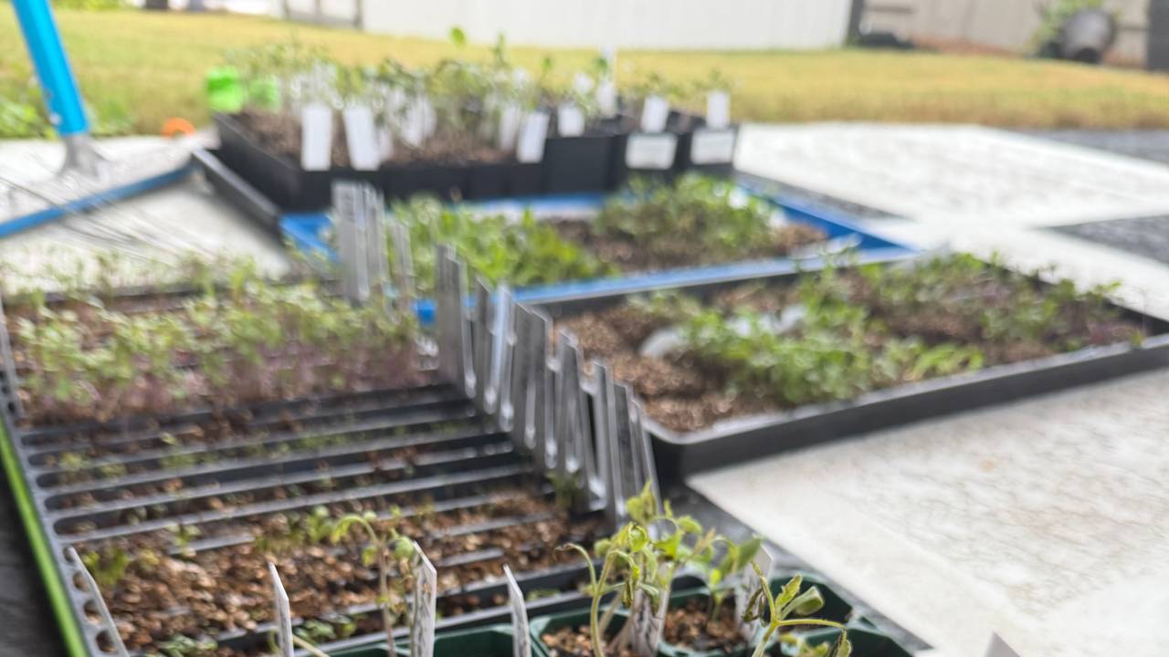seed starting