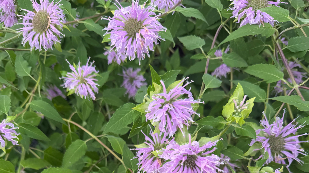bee balm