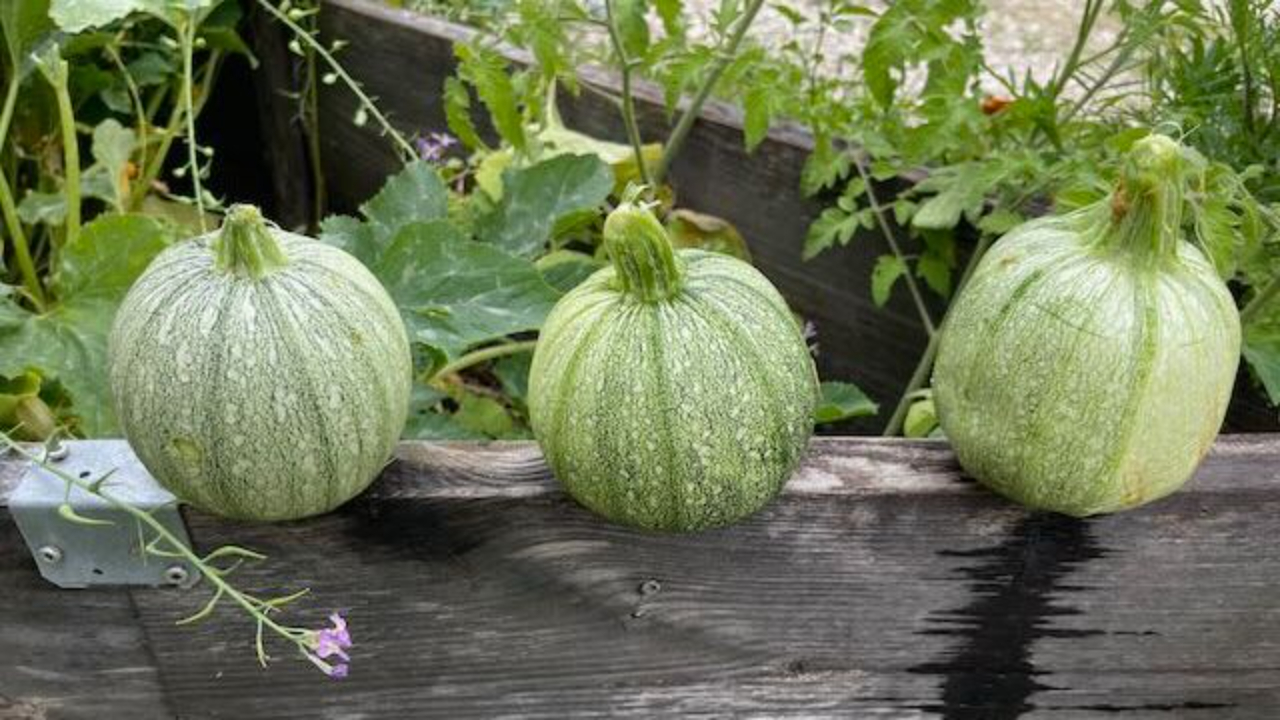 Fall grown zucchini
