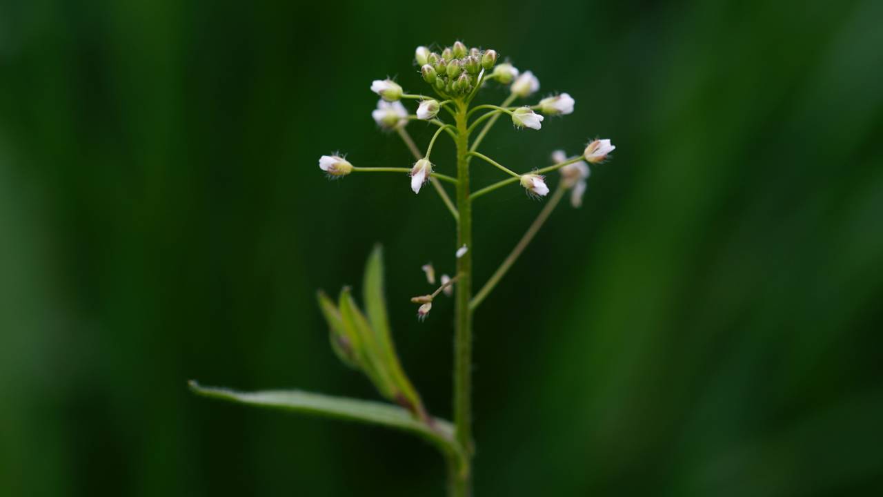 Hirtentäschel Capsella bursa-pastoris