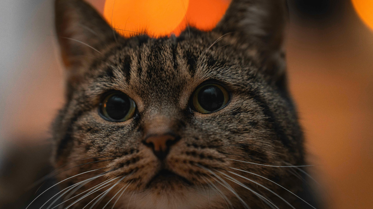 A tabby cat in full alert mode, eyes wide and scanning, set against soft warm amber bokeh lights in the background. The environment is calm. The animal cannot stand down. An image for Amanda Christian's SoulFIRE Leadership post on why senior women in finance and technology cannot turn their brain off after work, and the nervous system mechanism that keeps them activated long after the threat has passed. Photographer credit: Pascal Küffer via Pexels (https://www.pexels.com/@190126462/)
