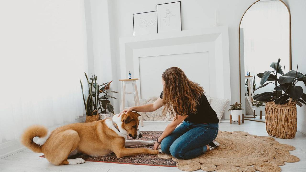 How to Help an Anxious Pet Feel Safe at Home