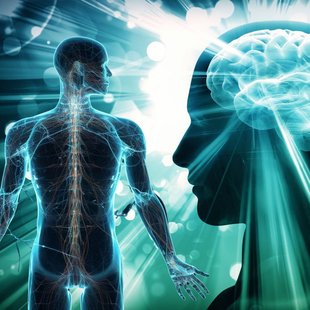 Nervous system anatomy and brain