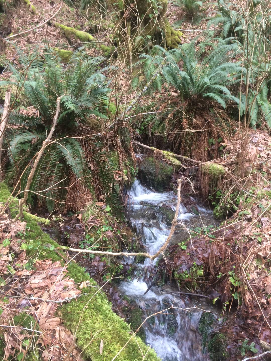 The creek at Bodhi Creek