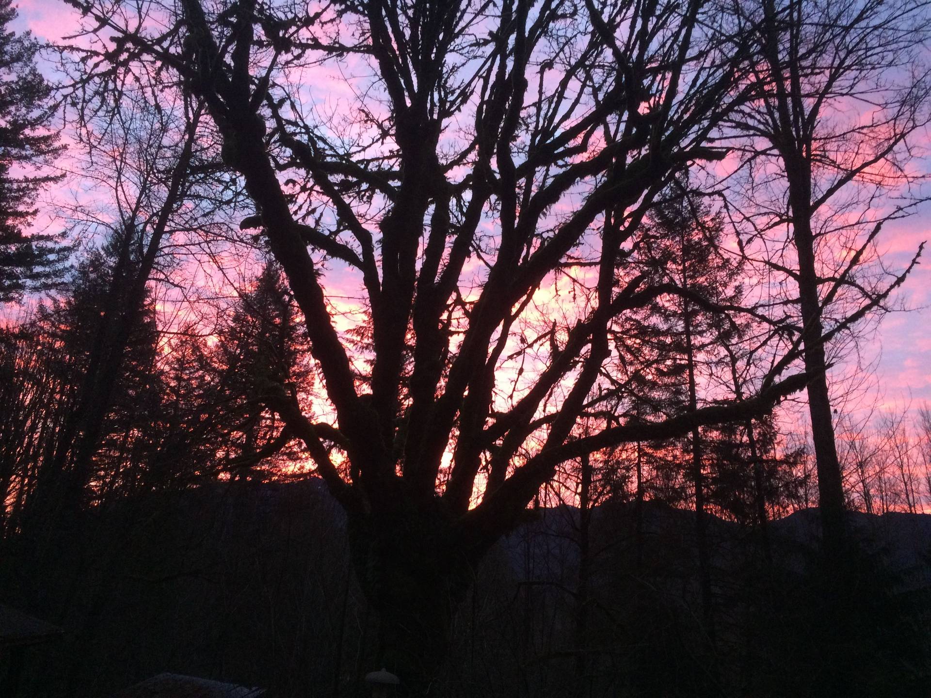 Sunrise at Bodhi Creek
