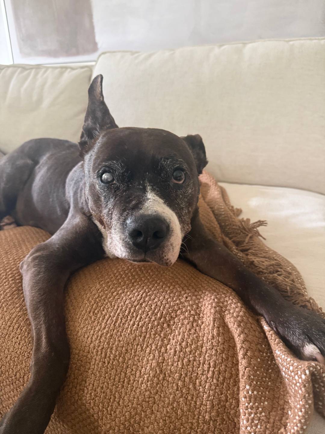 Choo Choo, older dog in home care