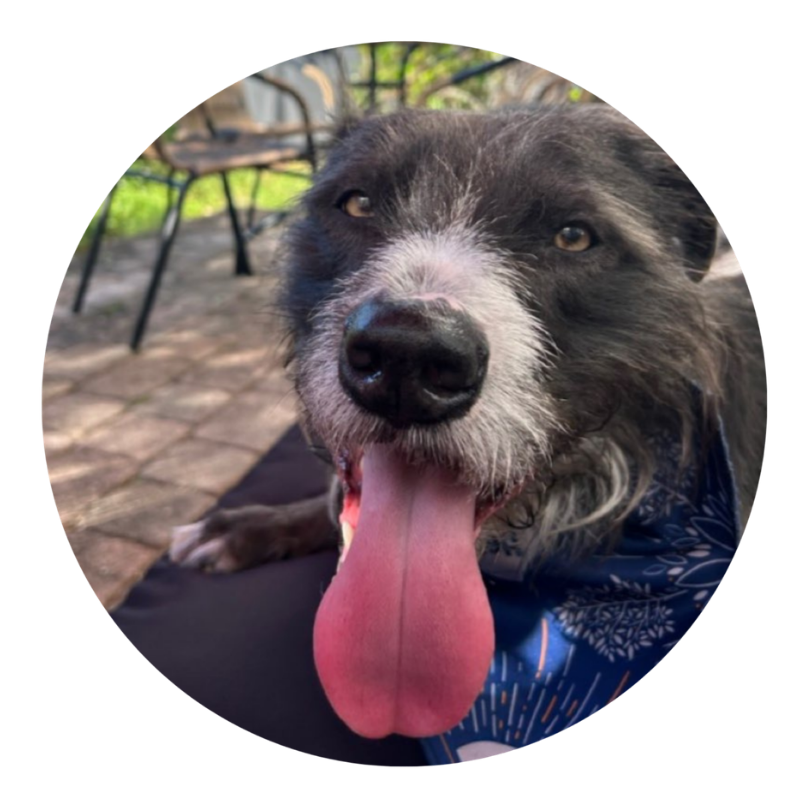 Pooch, a dog helped by Dr. Bimonte's nutrition consulting