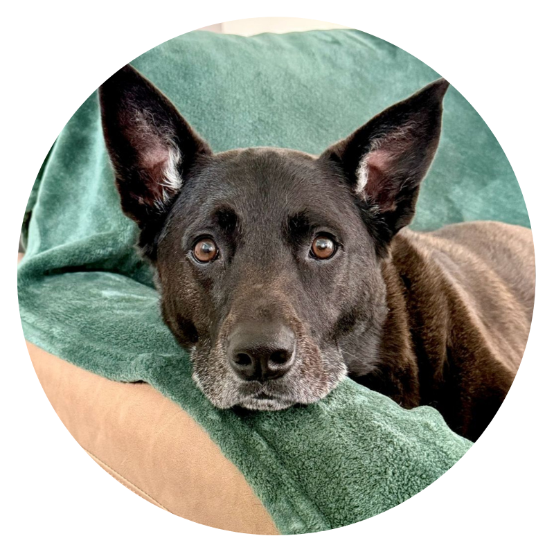 Peeve, a dog helped by Dr. Bimonte's nutrition consulting