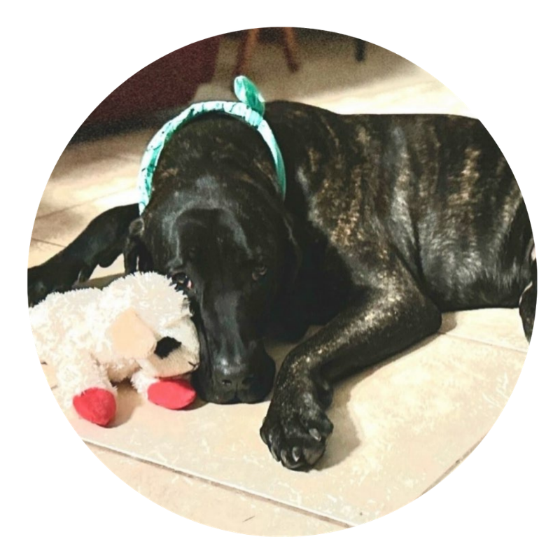 Indigo, a dog helped by Dr. Bimonte's nutrition consulting