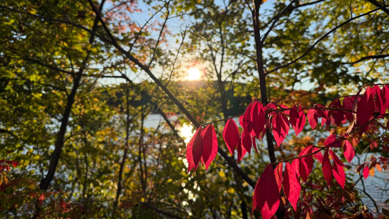 Red foliage in foreground, green leaves behind that, reservoir, sky, sun jus tbefore sunset