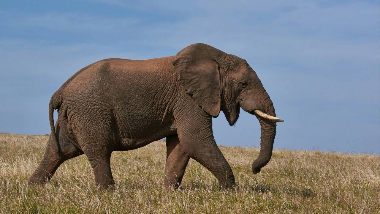 A large elephant walking through grass toward the right, in front of a blue sky